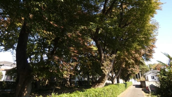 栃木県那須塩原市・大山公園(大山参道)の紅葉情報 第6週 2019.11.10 ③