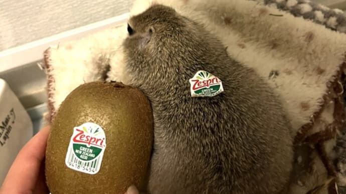 本日9月1日はキウイの日