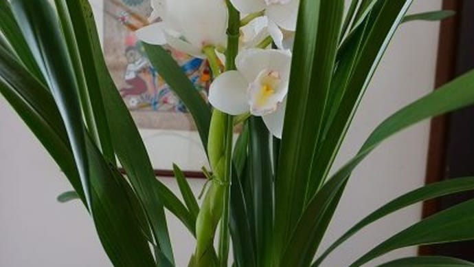 シンビジウム・ピュアフラワー‟恋の予感” 花芽から開花まで