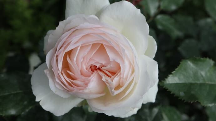 アイボリー・ホワイトのやさしいバラ「ステファニー・グッテンベルク」（春薔薇シリーズ　21-314）