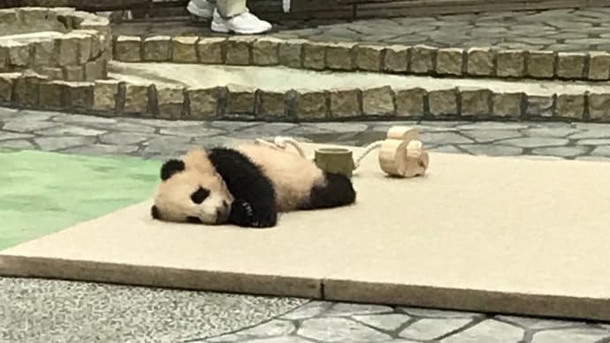 赤ちゃんパンダは寝てました---