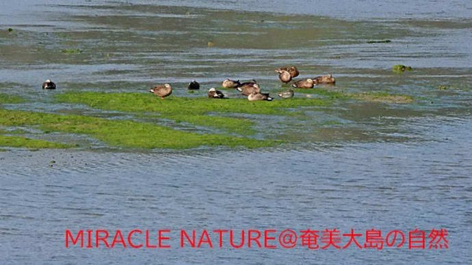 休息中のカルガモ