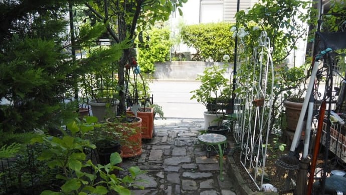 8月9日のコボレ日の庭