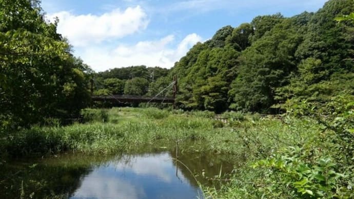 ・ 泉の森　山野草園　散策　　　（2022/08/31）
