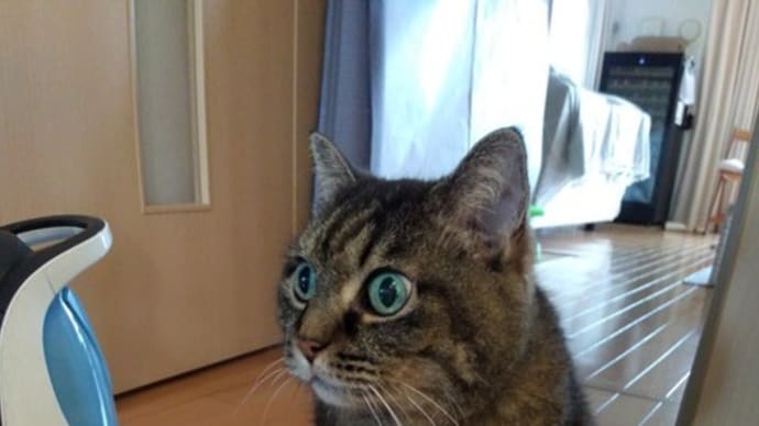 こがねの日
