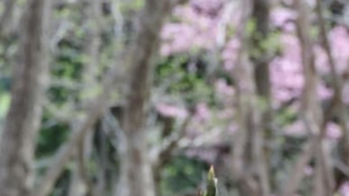 桜林公園「カタクリの花桜咲はじめ」