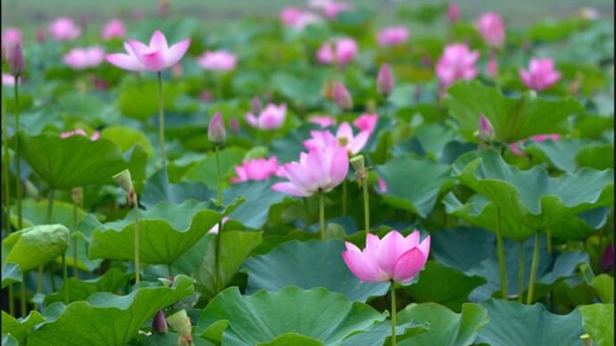 「福昌寺」の 大使蓮(Ⅰ)