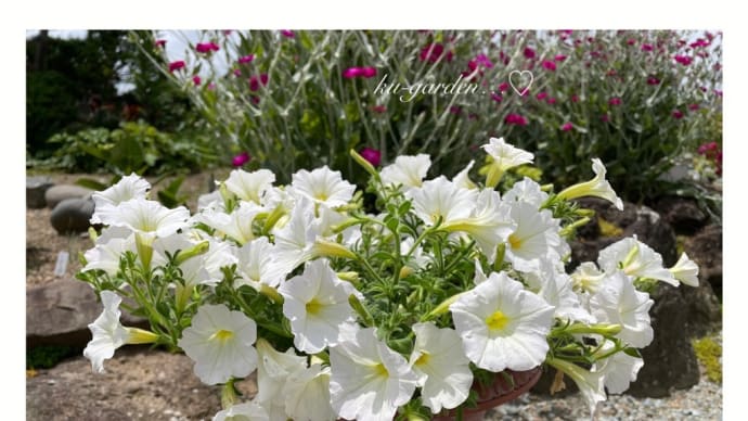 鉢植えの夏の花 