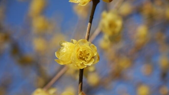 蝋梅の復活、正月にまにあった