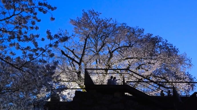 2024・4・14 初夏の陽気の長野盆地。蚊里田八幡宮の桜満開。松代城址は夜桜。