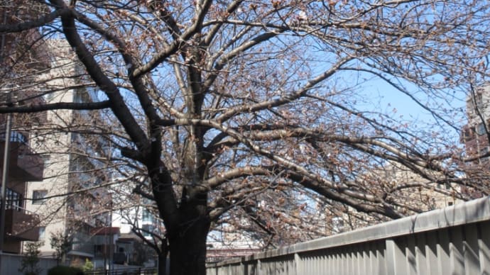 桜三分咲き