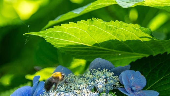 権現堂公園の紫陽花 その27
