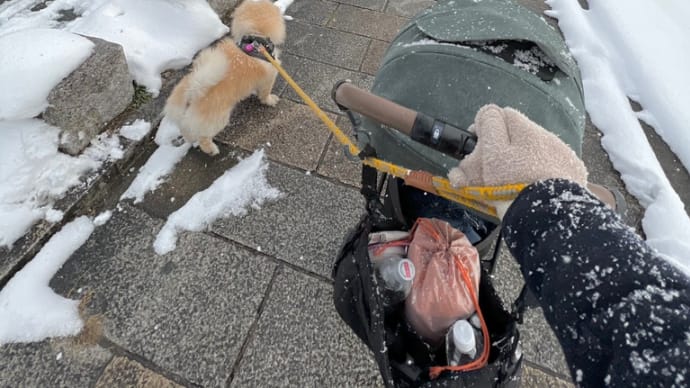雨が降ろうと、雪が降ろうと、ワンチャンの散歩欠かせませんね