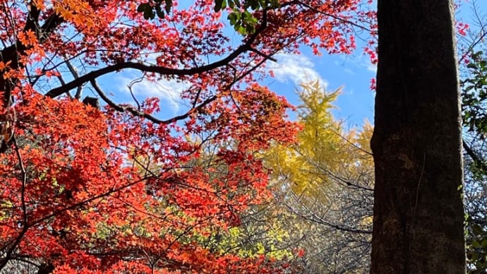 新宿御苑、黄葉 紅葉が鮮やかな日和 2