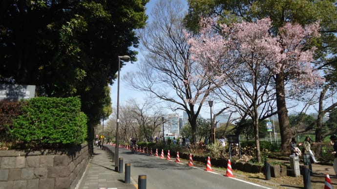 まだ咲かない千鳥ヶ淵公園