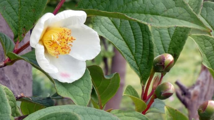 ・ 瀬谷本郷公園　ナツツバキ、カリンの実、マテバシイ花と実、ヤマボウシの実　（2021/06/05）　