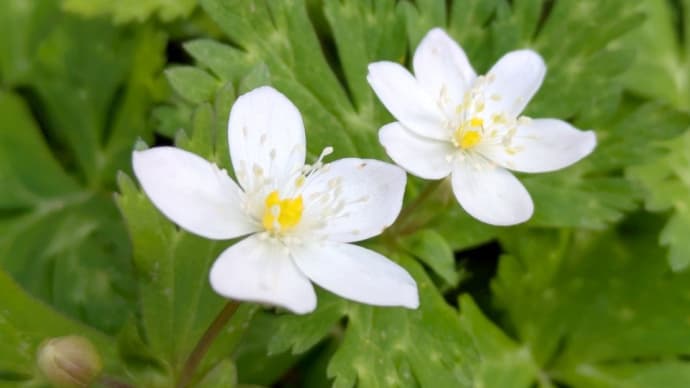 山の記憶~次に咲く花~