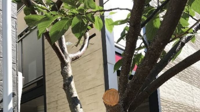 太い枝を切り落とした際は雑菌が入らないよう切り口処理