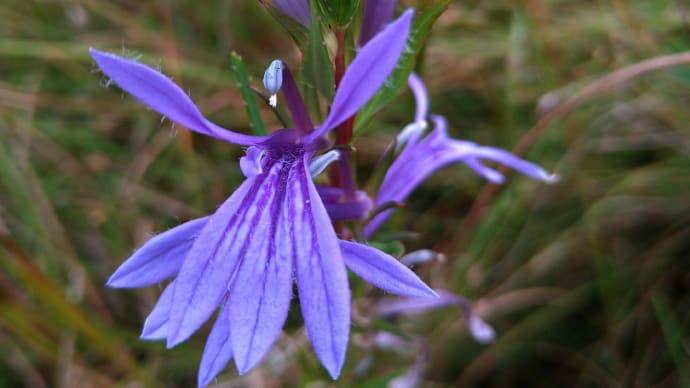 秋、急ぎ来て花も実も忙し…
