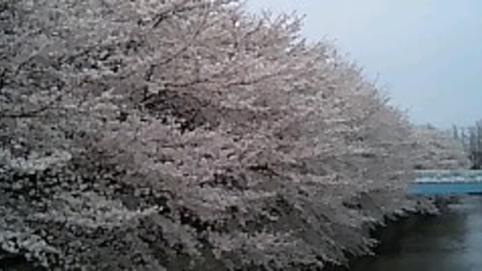 満開の並木道