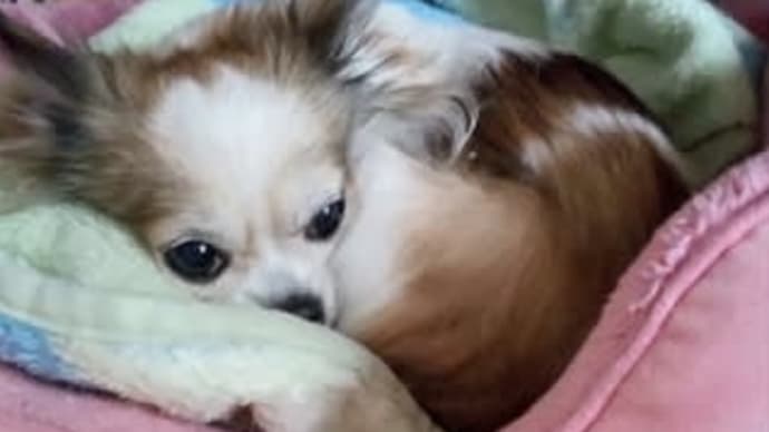 たぁたんへのお手紙です。
