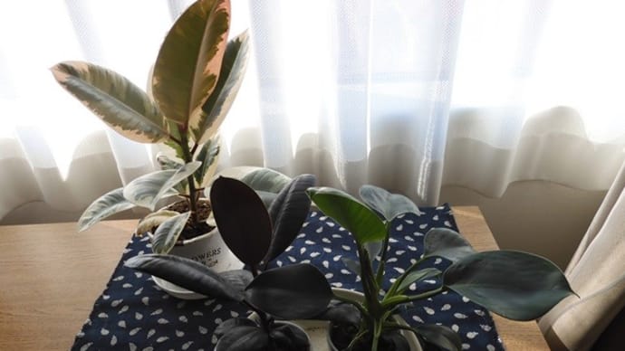 ミニ観葉を植え替えました。