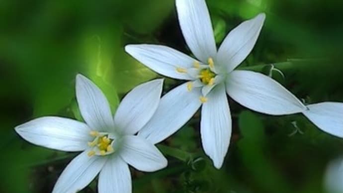May, she will stay ー庭の花ー オオアマナ