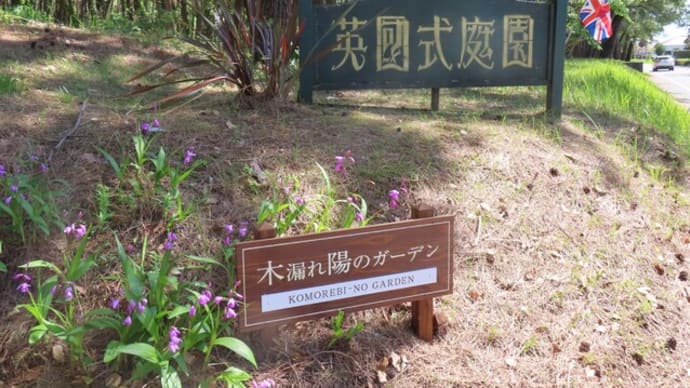宮崎市・英国式庭園 木漏れ陽のガーデン、チューリップ