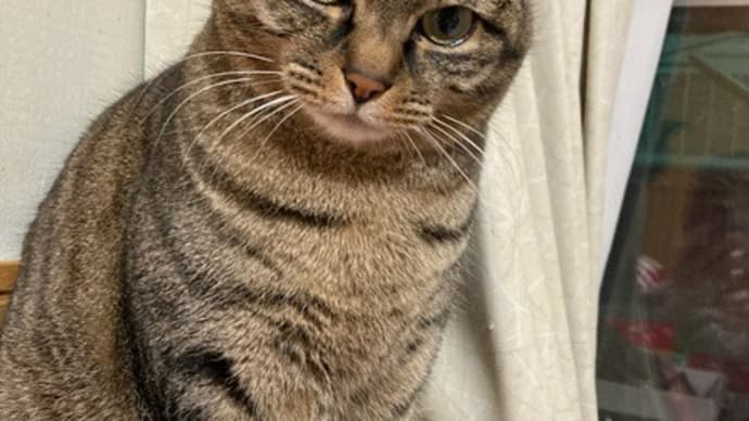 犬と猫との暮らしです~猫の日らしい~犬も出ます~♪