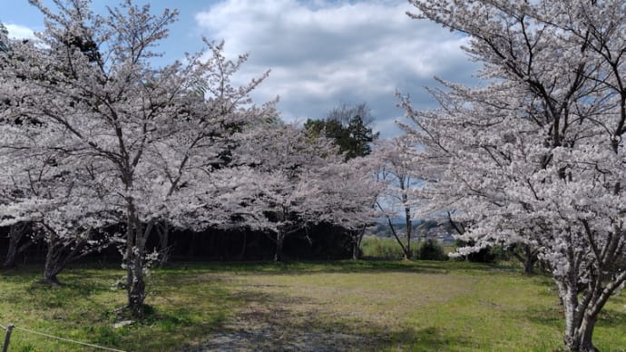 雨が上がり、当分、晴れが続く? ~令和6年桜④~