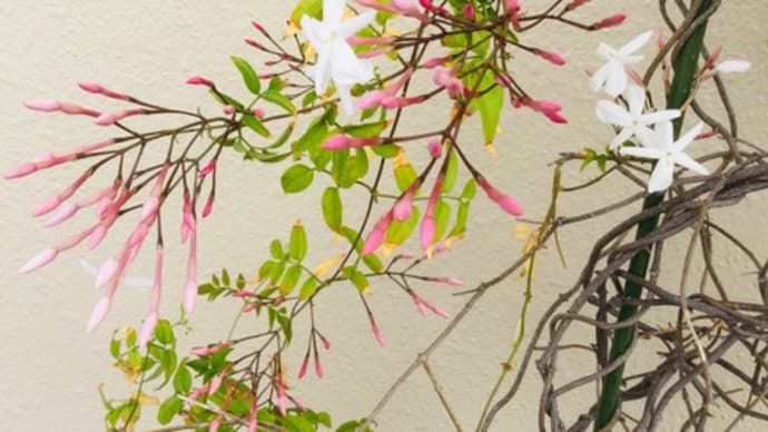 ジャスミンの花