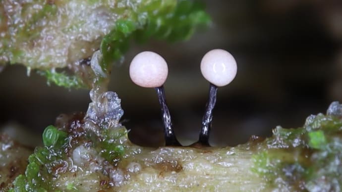 ルリホコリ(Lamproderma columbinum)と変形菌