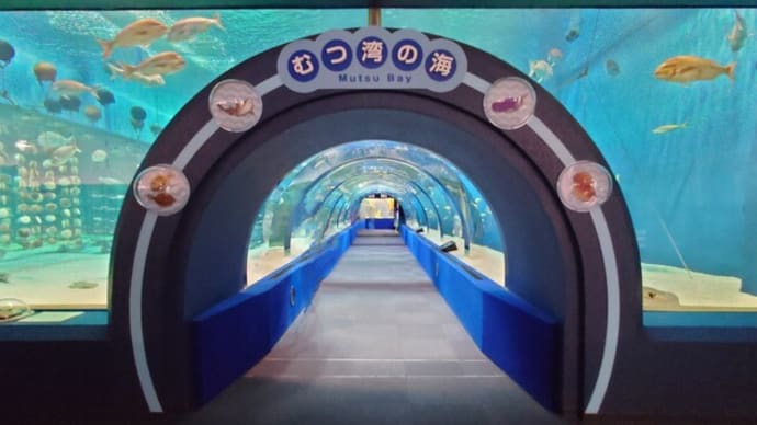 むつ湾にすむ生き物～あさむし水族館
