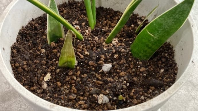 虎の尾の鉢植え