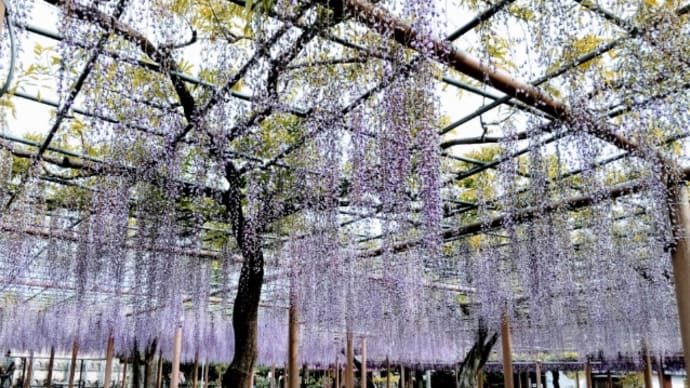 藤〜曼陀羅寺