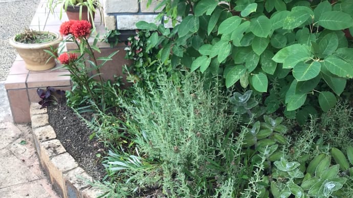 庭に植えた苗
