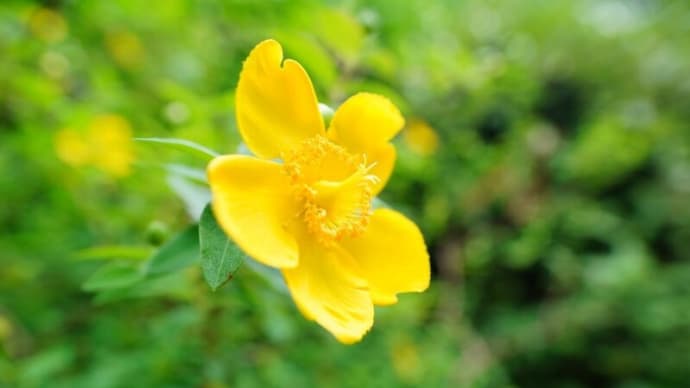 キンシバイ、ビヨウヤマギ、バイカウツギ・・・(板橋区立赤塚植物園 2025.5.24撮影)