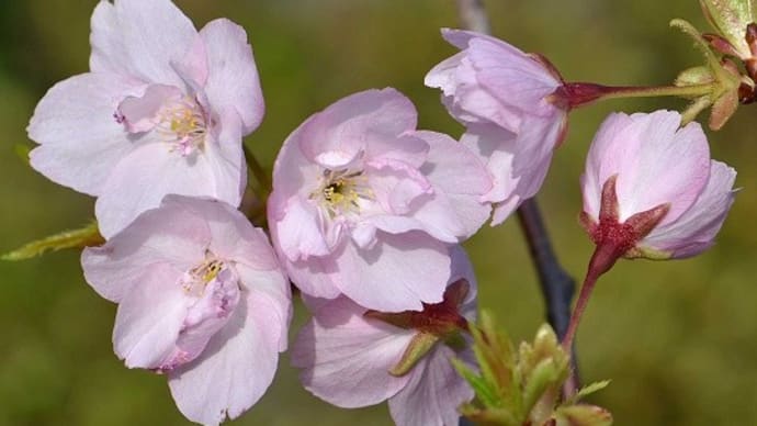 鉢植えの 「旭山桜」