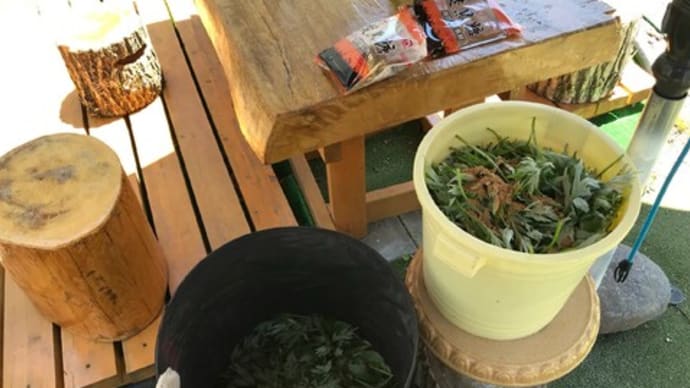 天恵緑汁を作るぞ!