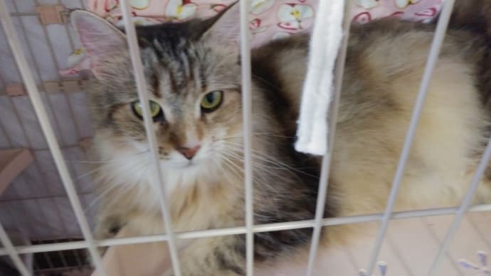 保護猫シェルター前に捨て猫😭