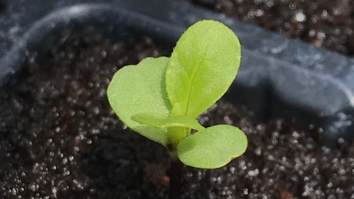 お盆用の切花栽培