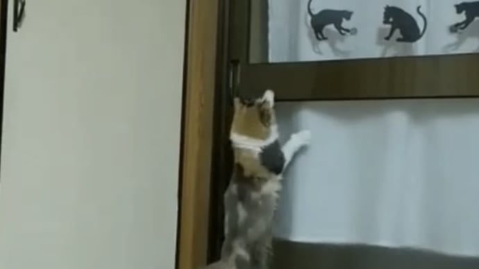 冬の花