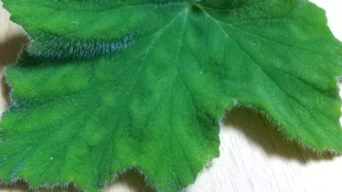 葉っぱのちから