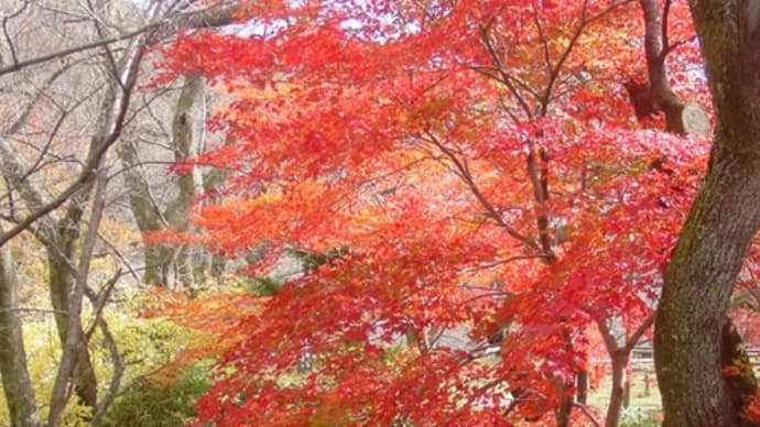 錦繍・深まりゆく秋「高遠城址公園」11月10日現在
