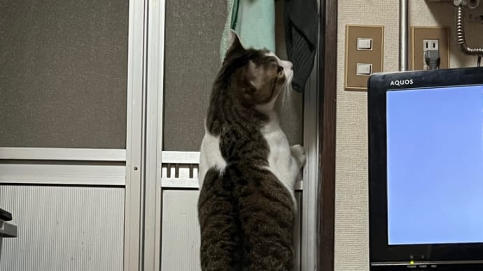 コテblog🐈🐈🐈