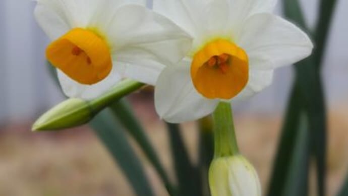 3月前半の花 桜はまだか