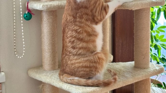 2月26日 長〜〜〜い猫