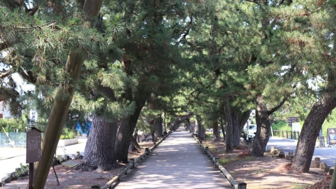 駿河(3)三保の松原