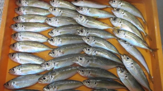 まだアジは釣れるけど釣る時間がちょびっとしかない、