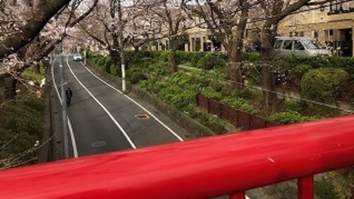 2020桜~さくら坂~
